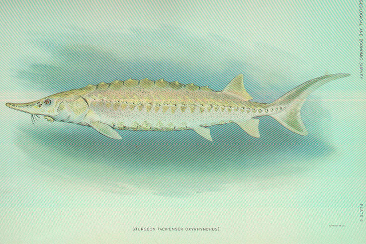 An illustration of an Atlantic sturgeon.